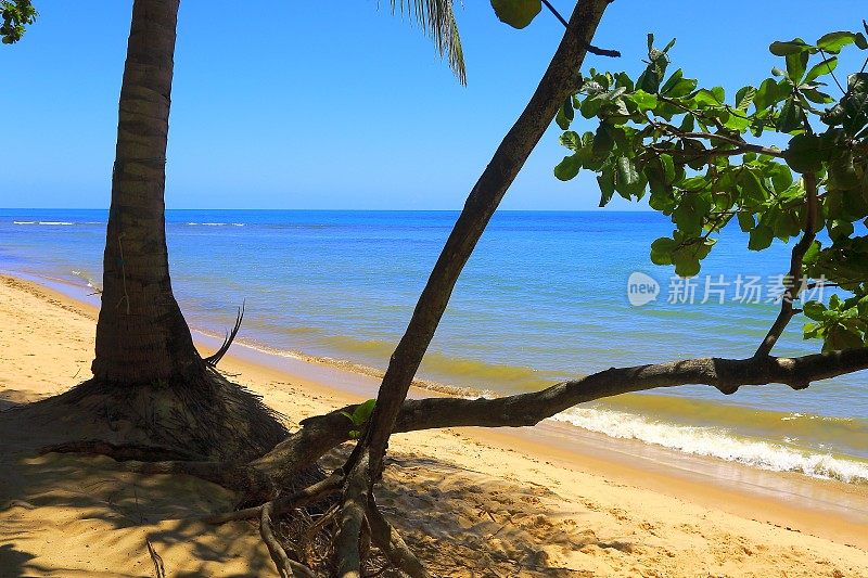 热带天堂:田园诗般的Praia do Forte海滩日出，巴伊亚，巴西